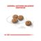 Royal Canin Mini Sterilised Adult сухой корм для стерилизванных собак мелких пород