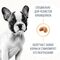 Royal Canin French Bulldog Puppy Корм сухой для щенков породы Французский Бульдог до 12 месяцев