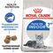 Royal Canin Indoor 7+ сухой корм для домашних пожилых кошек старше 7 лет